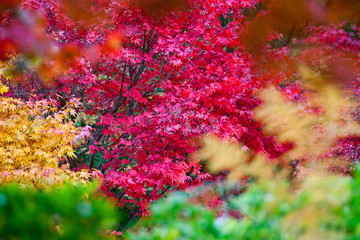 Colourful autumn acers 2
