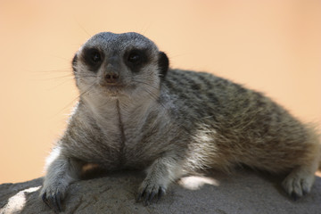 Obraz premium Prairie Dog