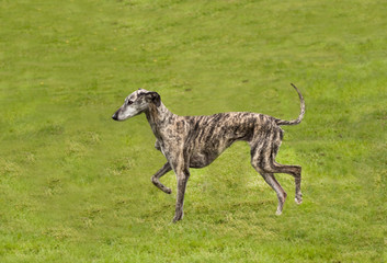 whippet trotting along
