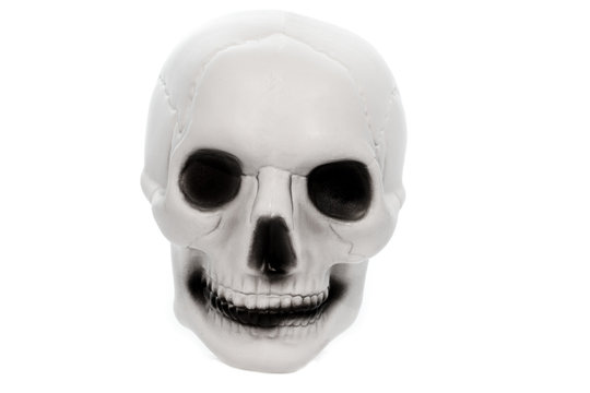 cráneo del esqueleto humano