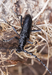 Capricorn beetle (cerambyx scopolii) sitting on a wooden log.