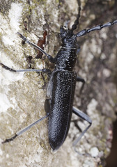 Capricorn beetle (cerambyx scopolii) sitting on a wooden log.