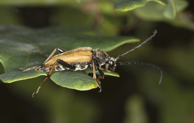 Male red longhorn beetle (Stictoleptura rubra)