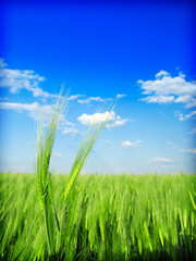 Obraz premium wheat and blue sky