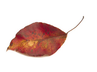 Single brilliant red autumn leaf