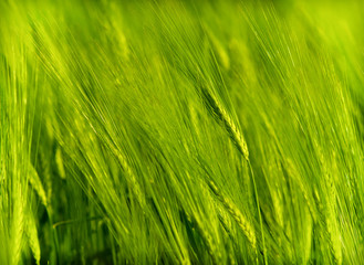 Fototapeta na wymiar Organic green crop close up
