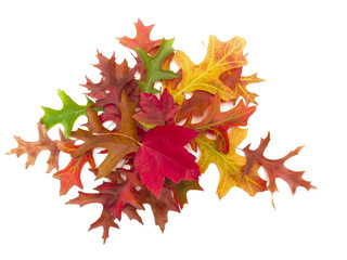 Decorative design of colorful autumn leaves