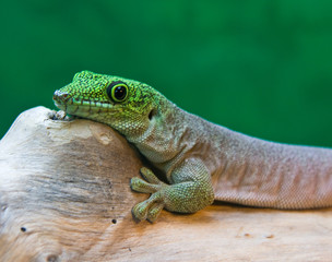 Gecko