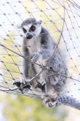 Monkey in tube like cage