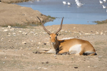 Antilope