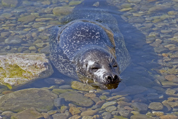 Harbour seal in shallow waters