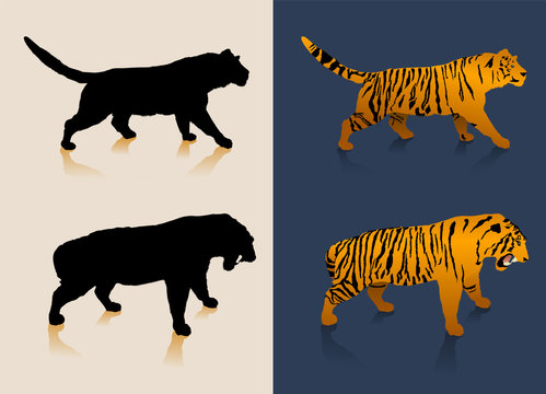 Black and white tiger silhouettes and color images