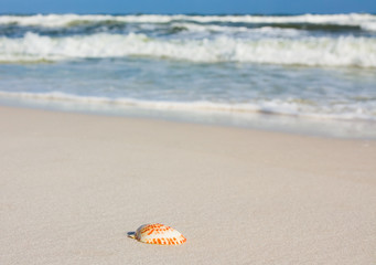 Seashell on beach