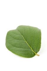Green leaf