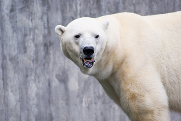 Naklejka na ściany i meble Polar Bear