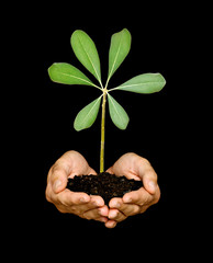 A sprout in palms as a symbol of nature protection