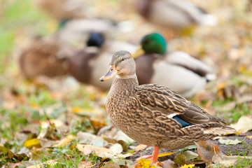 duck