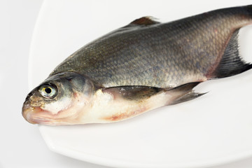 River fish bream