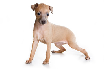 Italian Greyhound puppy on white background