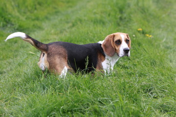 Beagle