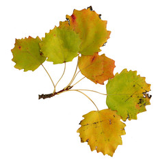 Blattoberseite einer Zitterpappel im Herbst