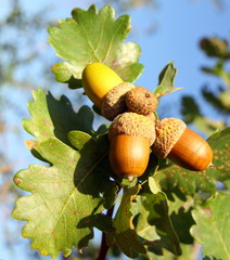 Glands de Ch&ecirc;ne