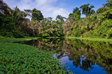 Une rivière et des arbres dans une forêt tropicale