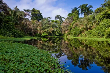 Papier Peint photo Rivière Une rivière et des arbres dans une forêt tropicale