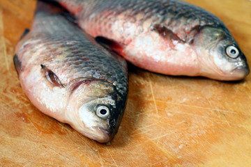 River fish  crucian ( carp )