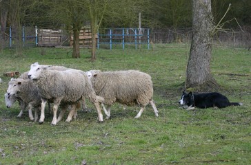 border collie encadrant son troupeau de mouton