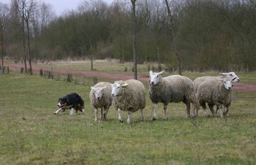 border collie s'occupant de son troupeau de moutons
