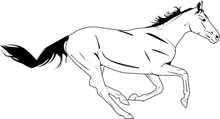 horse vector gallop