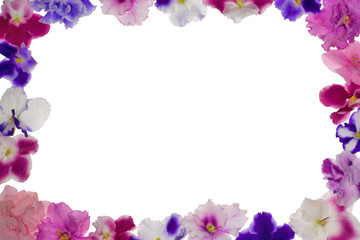 Fototapeta na wymiar violets frame on white