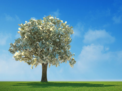 Money tree growing in the middle of a meadow