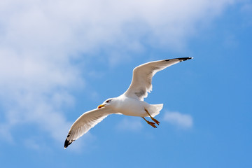 Seagull