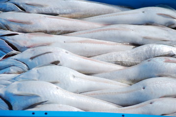 Obraz premium Fisch