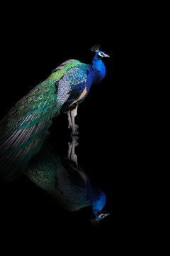 Pfau