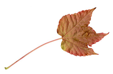 Blattunterseite des Wilden Weins im Herbst