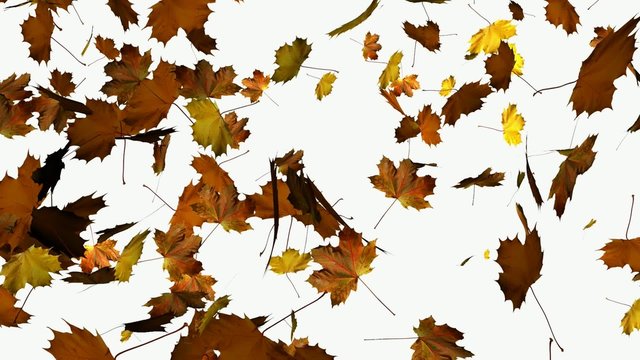 Herbs, fallende Bl&auml;tter mit alpha kanal, 1080