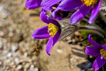 Pulsatilla