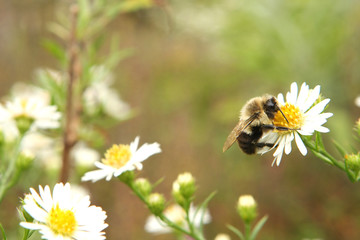 Bumble Bee Resting On White Flower In Morning