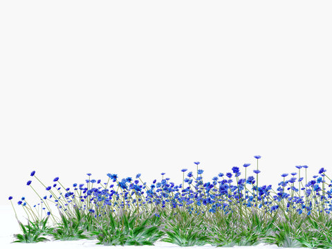 Fototapeta meadow full of blue cornflowers on white background
