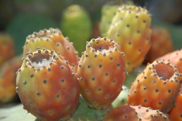 fichi d'india