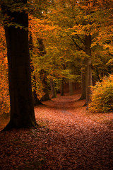 autumn colors in the forest