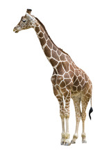Giraffe wd258