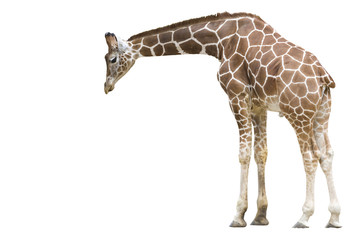 Giraffe wd259