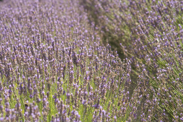 Obraz premium Lavender background