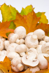 food serias: some mushrooms