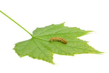 Caterpillar crawling over green leaf