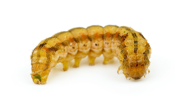 Brown caterpillar